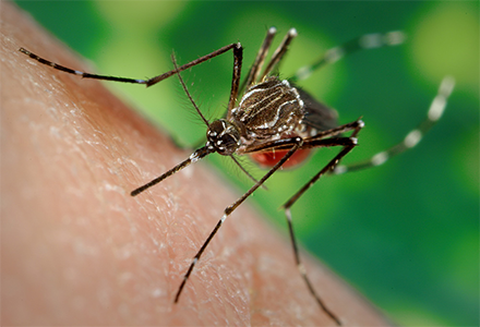 Invasive mosquitoes carrying deadly diseases